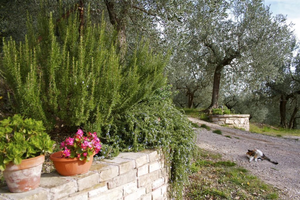 B&B Lavanda E Rosmarino Asís Exterior foto