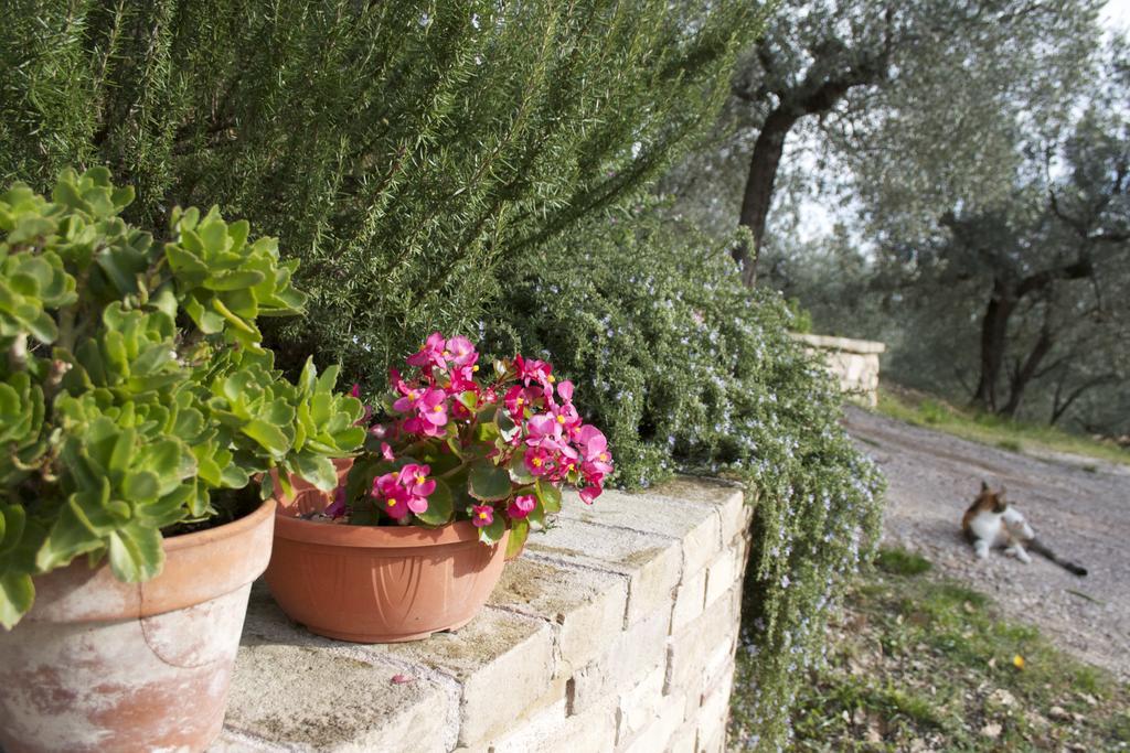 B&B Lavanda E Rosmarino Asís Exterior foto